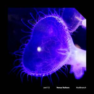 Nudibranch on Zenapolae